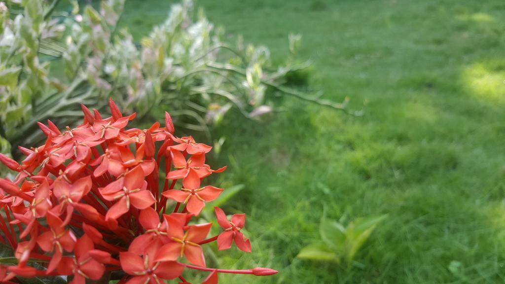 Hostal El Jardin León Dış mekan fotoğraf